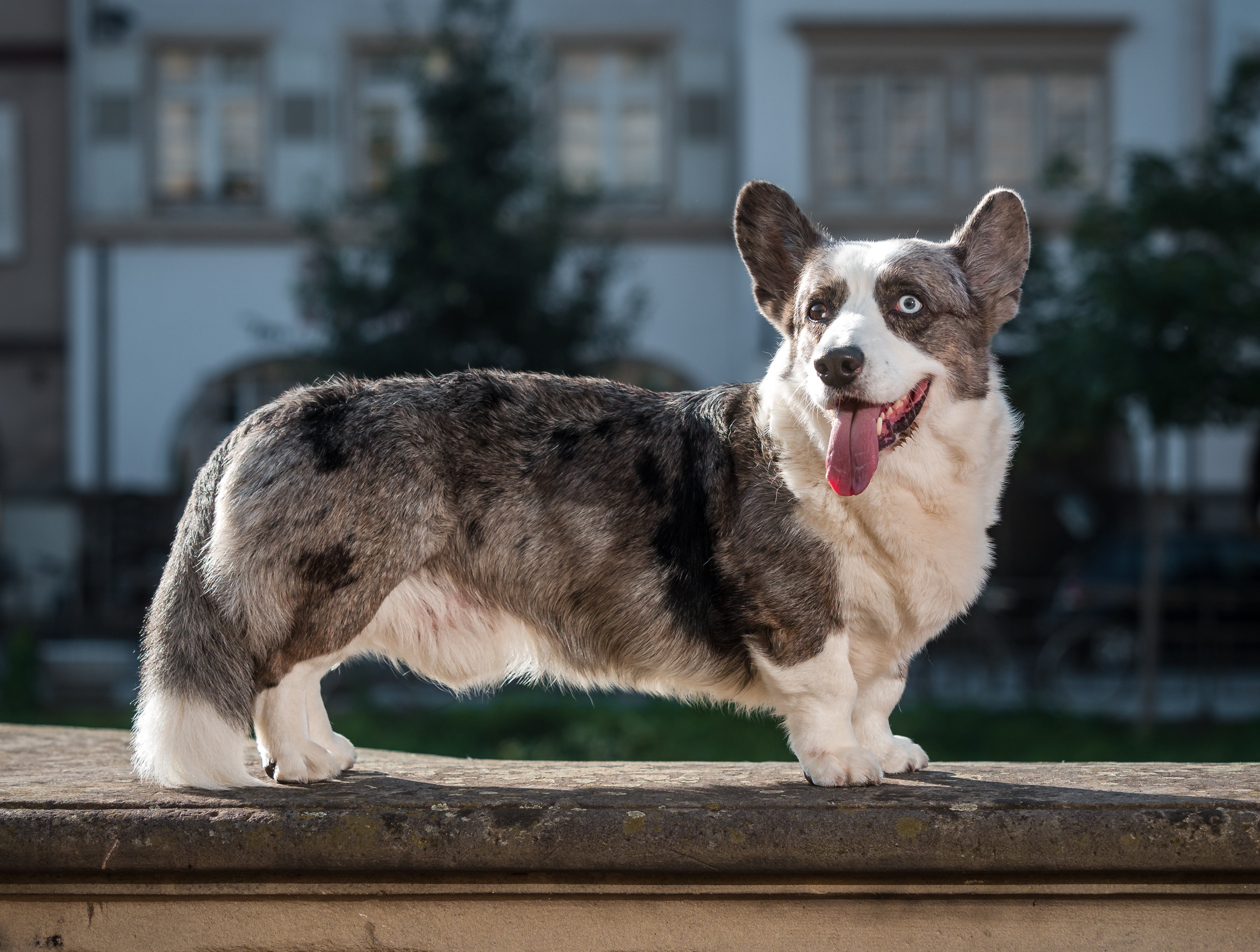 Cardigan Welsh Corgi Dog Breed & Adoption Info | Petfinder